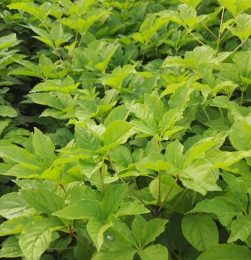 桓仁正阳刺五加苗圃常年出售刺五加苗刺五加种苗