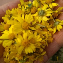 野菊花散装