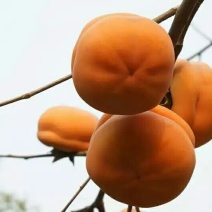 柿饼1两以下