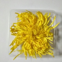 金丝皇菊茶一级