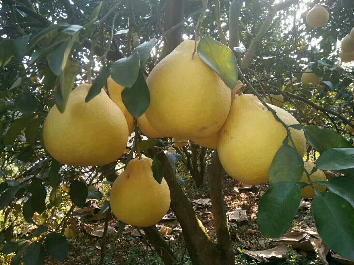 一个成熟的沙田柚被横向切开,露出饱满晶莹的淡黄色果肉,果瓣排列整齐,汁水充盈,果皮厚实呈金黄色,背景为自然田园环境,突出其新鲜采摘的状态 沙田柚切开特写