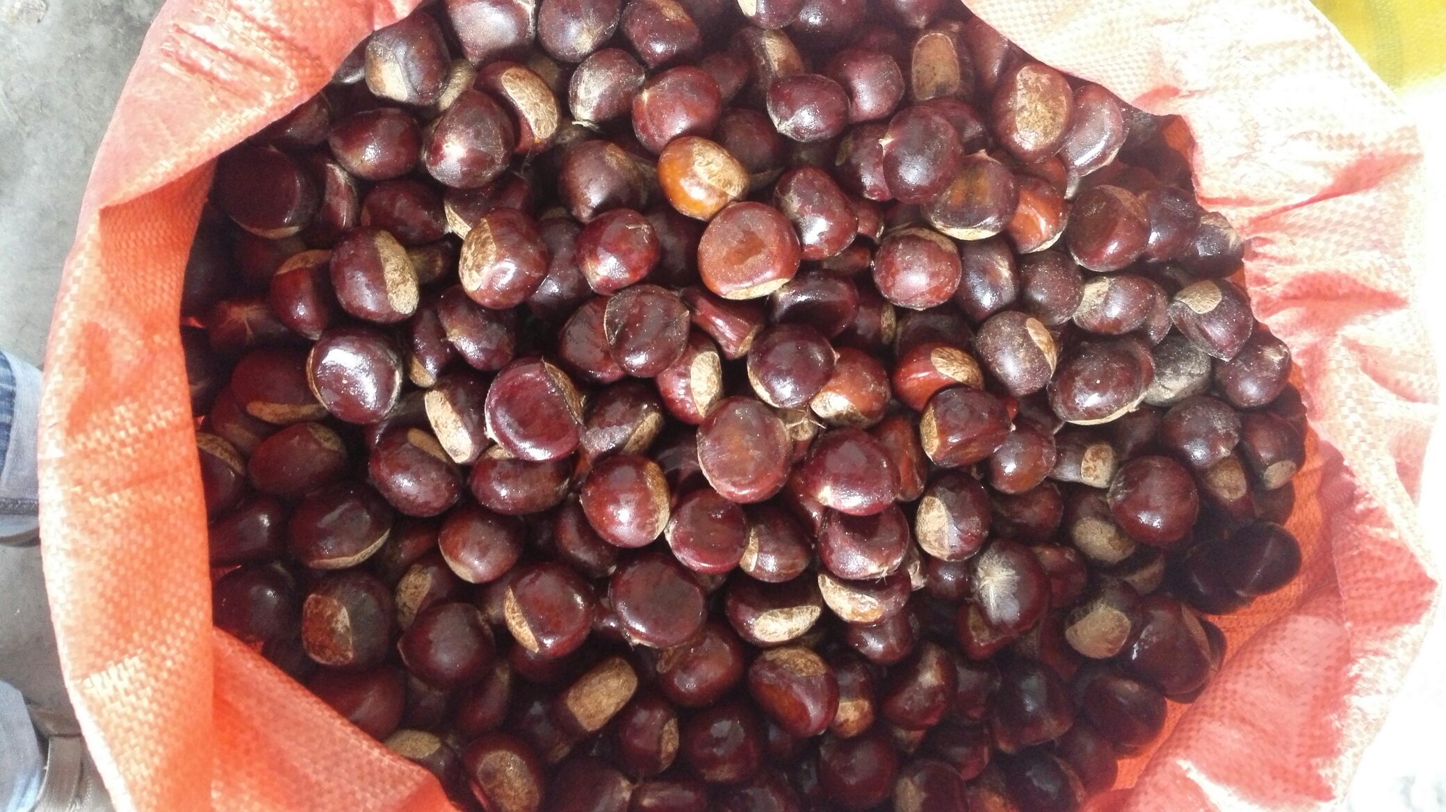 栗油是从优质油栗中提取的植物油脂,富含不饱和脂肪酸和天然香气 栗油是什么