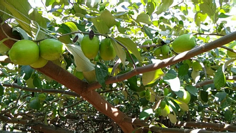 青枣树上挂满青绿色果实,阳光透过树叶照在果子上,清晰可见果实细节 青枣树与果实特写