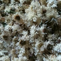 药用菊花散装