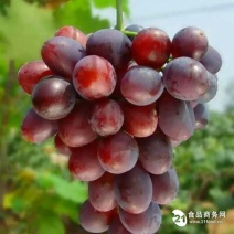 蜜光葡萄苗1年30~50cm