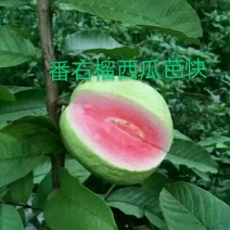 西瓜番石榴苗50~80cm