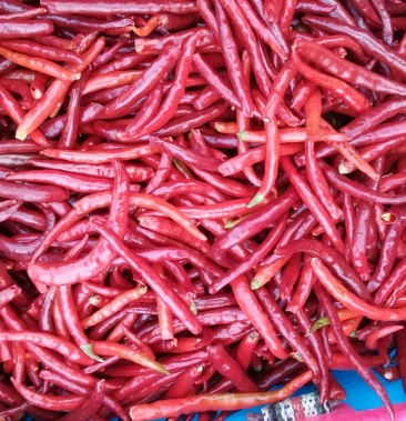 油椒干辣椒9成干以上上通货