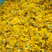 野菊花散装