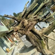 金弹子树桩