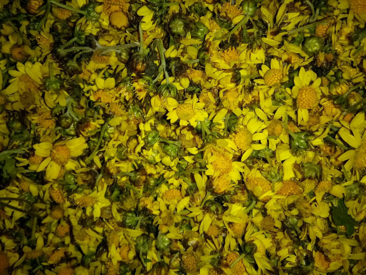 信息图表形式展示野菊花各部位的用途分布:顶部为盛开的野菊花特写;中部箭头分别指向‘花朵—入药/泡茶’、‘叶片—外敷/提取’、‘枝干—制茶/提取黄酮’;底部标注产业链延伸方向:保健品、日化品、农业废弃物再利用;整体采用绿色生态色调,体现可持续发展理念 野菊花资源综合利用示意图