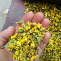 野菊花散装