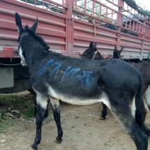 肉驴400~500斤，精品肉驴德州改良肉驴