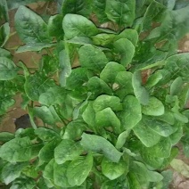 大叶菠菜15~20厘米