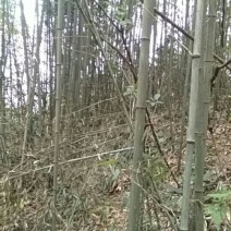 金竹5~6m