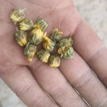 胎菊王散装