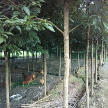 桢楠树2.5~3m