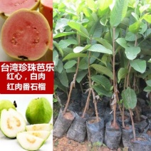西瓜芭乐红肉番石榴苗营养袋苗