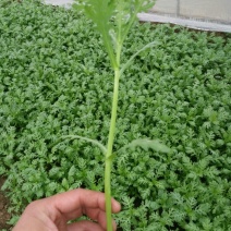 茼蒿20~25cm