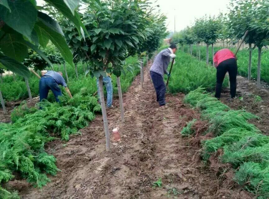 龙柏种植基地工人修剪造型