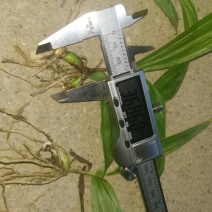 白芨种苗10~20cm