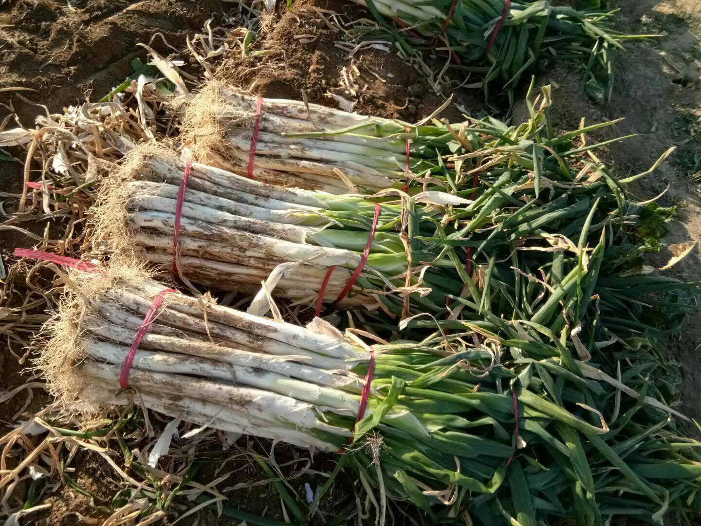章丘大安村大葱采收现场,农民正在田间收割大葱,动作规范,保留完整根系和葱叶,旁边有塑料筐盛放整理好的大葱,背景为分拣工人在棚内进行分级捆扎,地面整洁,标识牌显示‘绿色食品生产基地’字样,体现规范化生产流程 大安大葱采收与分拣现场图