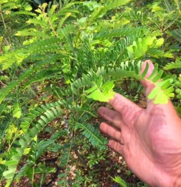 油甘苗狮头甜种油甘果树苗余甘子四季结果苗嫁接果树苗当年结