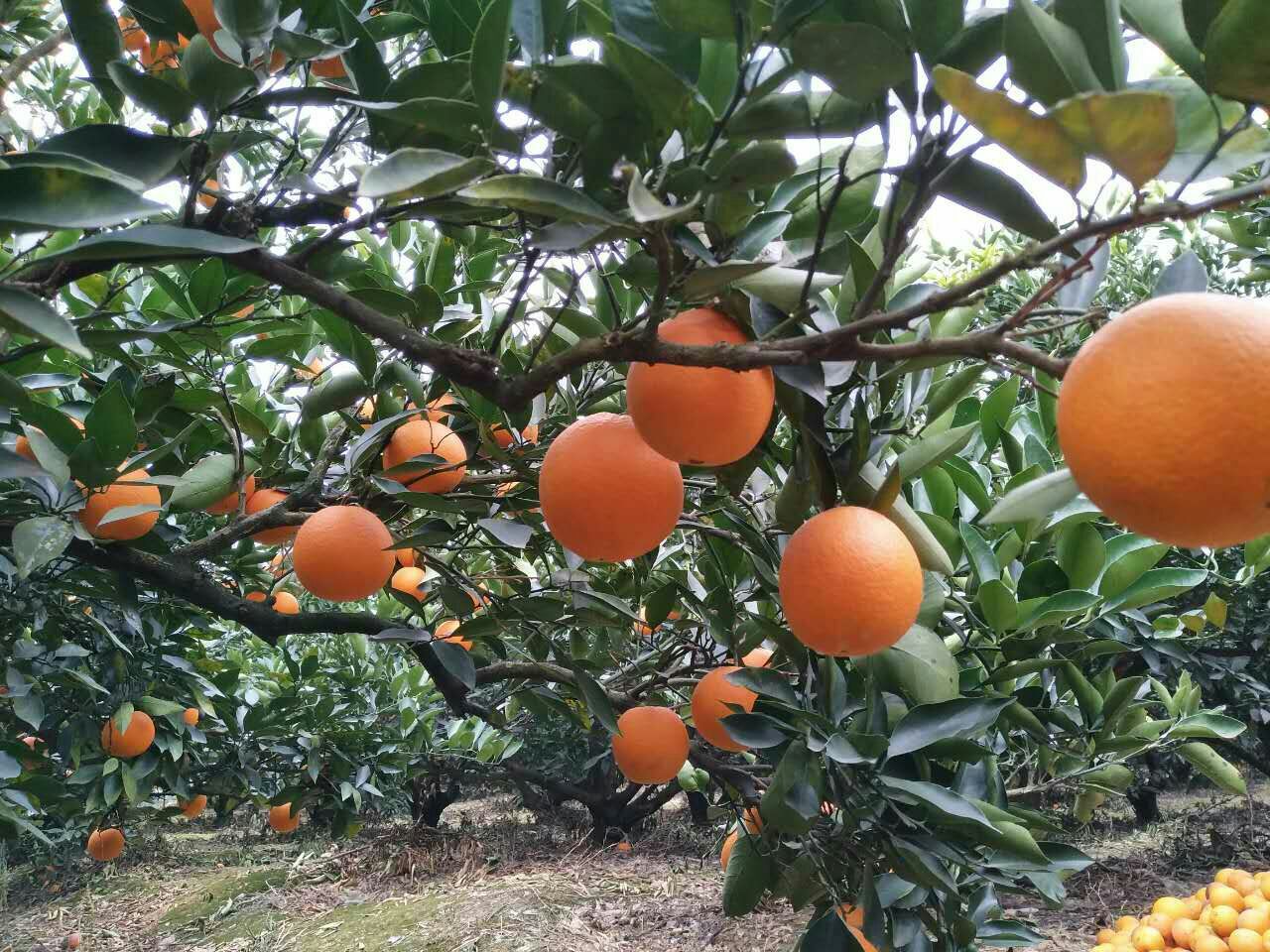 金堂脐橙果园中成熟的果实挂满枝头,阳光透过绿叶洒在果实上,呈现出丰收的景象 金堂脐橙果园