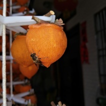 柿饼1~2两