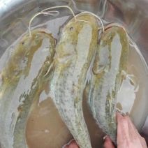 大量出售优质大口鲶食用