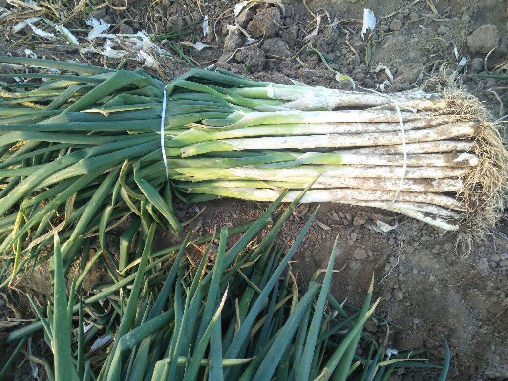 章丘铁杆大葱在厨房中的应用场景