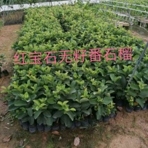 红宝石芭乐苗