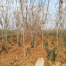 黄山栾树2~4cm10~12cm3~3.5米