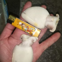 乌贼