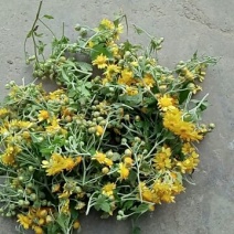 野菊花散装