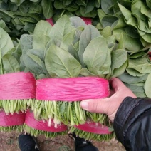 大叶菠菜20~25厘米