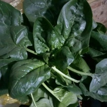 大叶菠菜20~25厘米