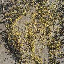 油菜籽2级