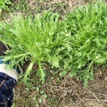 苦菊20~25cm