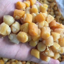 干瑶柱
