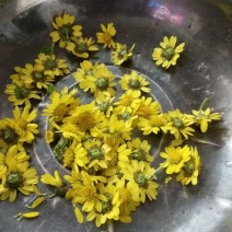 野菊花散装