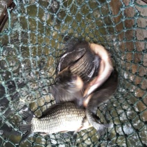鲫鱼食用