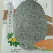 甜瓜种子