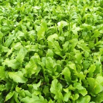 荠菜10cm以上