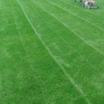 草皮沙培果岭草