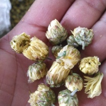 胎菊王散装