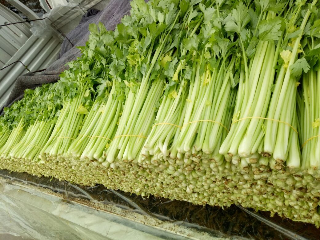 市场中售卖香芹的摊位