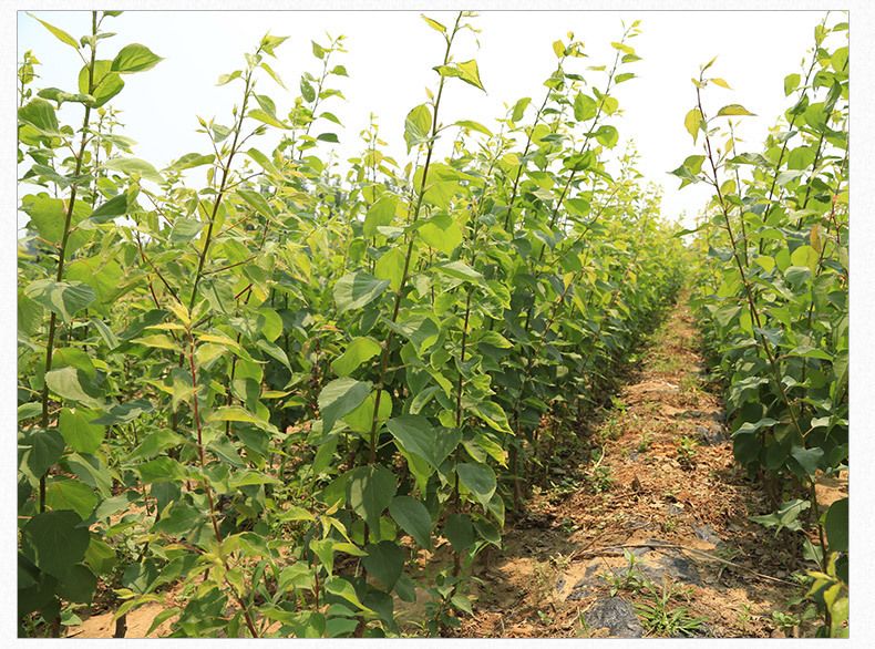 杏梅种植园实景图