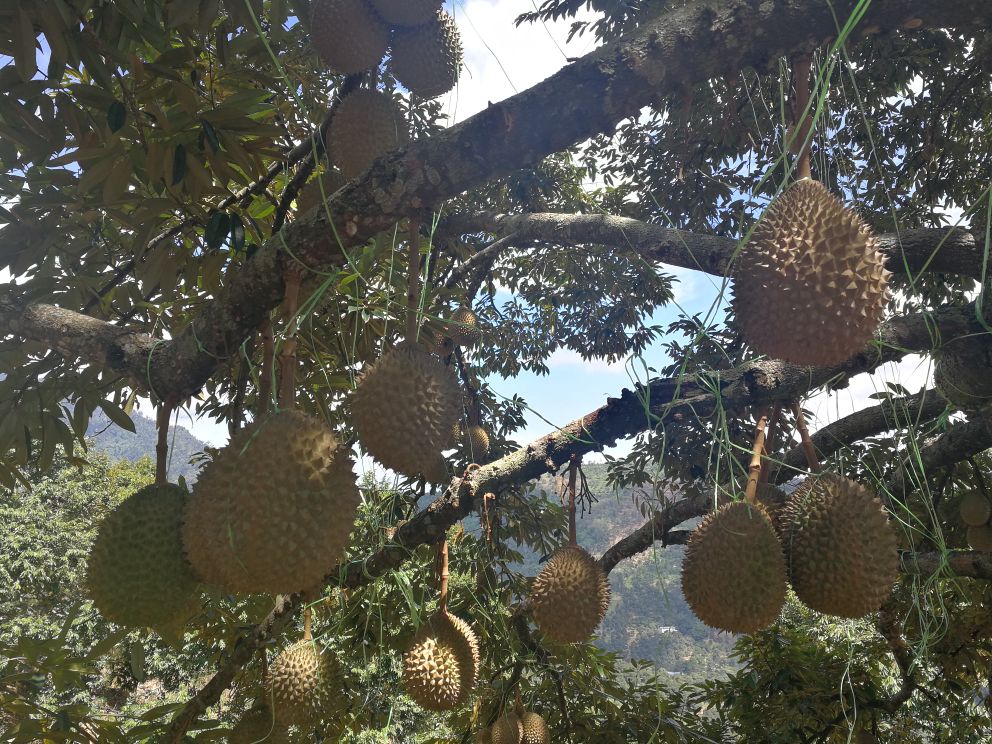泰国榴莲种植园实景