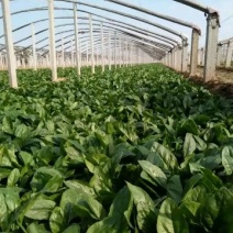越冬菠菜25~30厘米