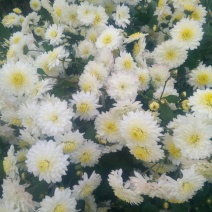 菊花，黄山贡菊，金丝皇菊，